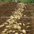 2016 New Crop Fresh Holland Potato